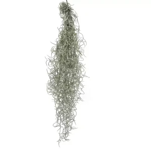 Tillandsia Usneoides