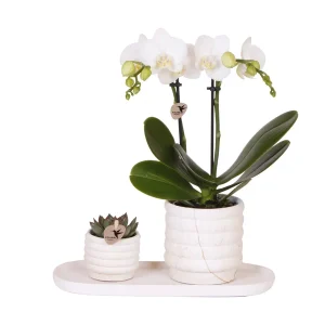 Tip! Gift set, Plantenset Slow Living small,Witte Orchidee Lausanne, Groene Succulent, Keramieken Sierpotten,Ovalen Witte Diendblad