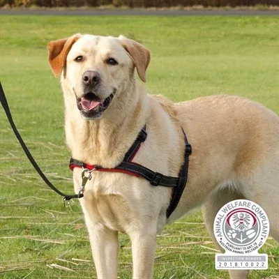 Trixie Hondentuig Trainingstuig Lead N Walk Soft 65x105x2,5 cm - Zwart