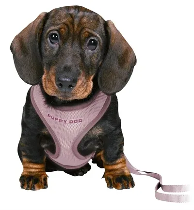 Trixie Junior Puppytuig Soft met Riem 26x34x1 cm 2 Mtr - Lila - Image 2