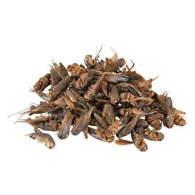 Trixie Reptiland Krekels Gedroogd - 25 gr - Image 2