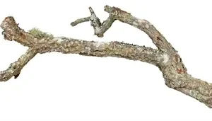 Trixie Reptiland Tronchos Kurktakken Mix - 1 kg