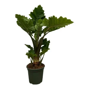 tropische kamerplant Alocasia Low Rider