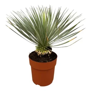 Tuinplant en kamerplant Yucca Rostrata - Woestijnachtige Blue Beaked Yucca