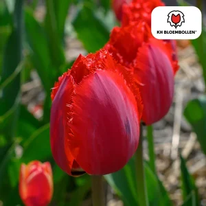 Tulpen Masterpeace, Kleur donkerroze, Dubbelbloemige Tulp met kartelrand, 1 zak a 20 stuks