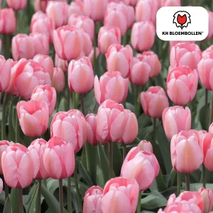 Tulpenbollen Apricot Delight, Kleur Lichte Zalm-Roze, Abrikoos tinten,Elegante Tulp, Voor Tuin of Pot, 1 zak a 20 stuks