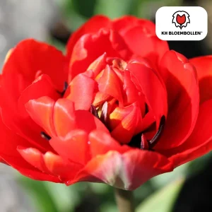 Tulpenbollen Bombastic Red, Kleur Rood, PioenTulp, Voor Tuin of Pot, 1 zak a 20 stuks