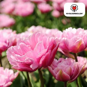 Tulpenbollen Columbus, Kleur Roze-Witte,Dubbele PioenTulp, Voor Tuin of Pot, 1 zak a 20 stuks