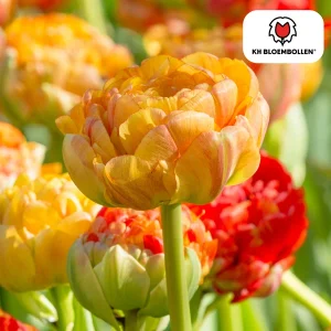 Tulpenbollen Gudoshnik Double,Kleur Geel -Oranje -Rood, Dubbelbloemige Tulp, Voor Tuin of Pot, 1 zak a 20 stuks