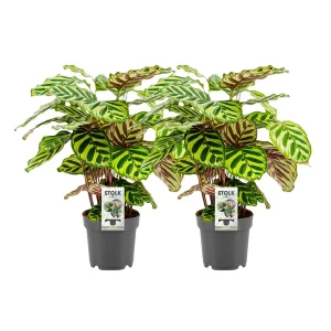 twee stuks Pauwenplant (Calathea) Makoyana