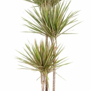 Tweekleurige Drakenplant