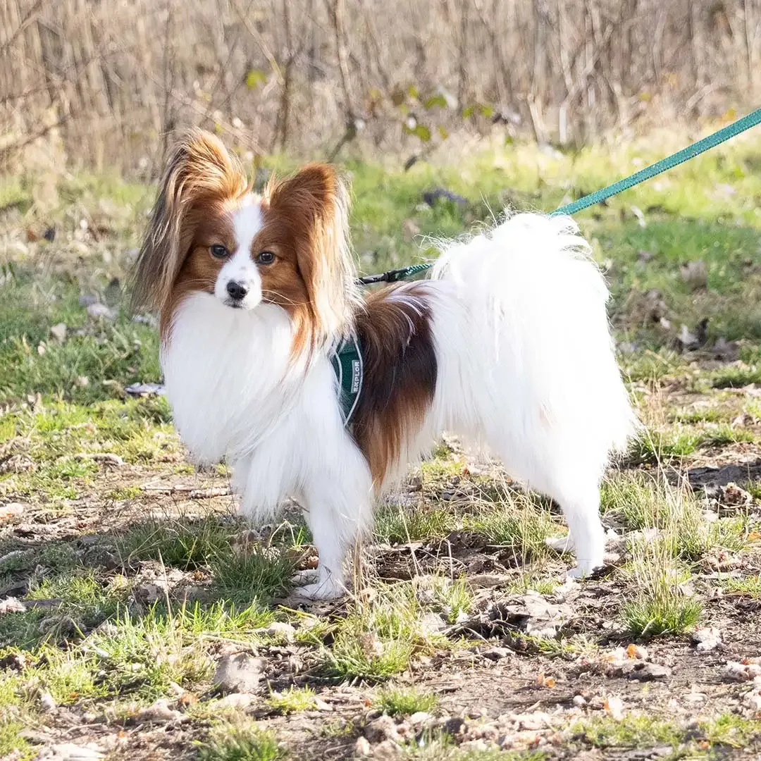 Ultimate fit kleine hond harnas XXXS – 26-30cm groen - Image 2