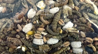 Utopia Strooivoer met Insecten - 1,8 kg - Image 2