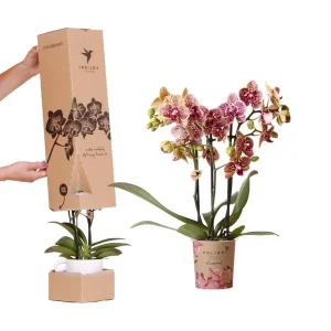 Verrassingbox met 1 Stuk Vlinderorchidee