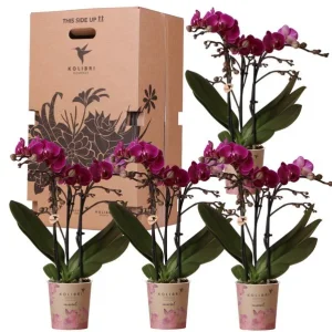 Verrassingsbox; 4 Stuks Vlinderorchideeën voor de prijs van 3 stuks
