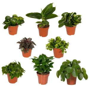 Verrassingsbox; 8 Stuks Groene Planten Mix