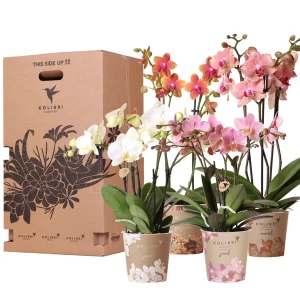 Verrassingsbox met 4 Vlinderorchideeën voor de prijs van 3 stuks