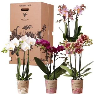 Verrassingsbox van 4 Vlinderorchideeën