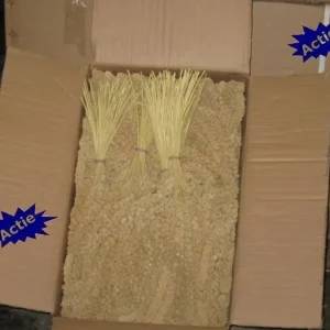 Versele-Laga Chinese Trosgierst Geel (doos 15 kg)