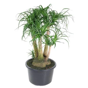 Vertakte flessenboom (Beaucarnea) - Veilig voor huisdieren - Brede kamerplant
