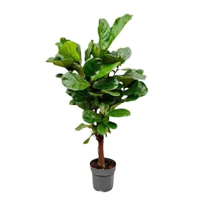 Vertakte variant van de kamerplant Ficus Lyrata, 1.3 meter hoog