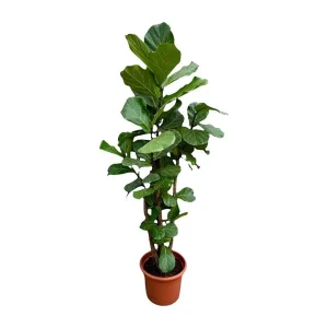 Vertakte vioolbladplant XXL - Ficus Lyrata - Kamerplant voor in indirect licht