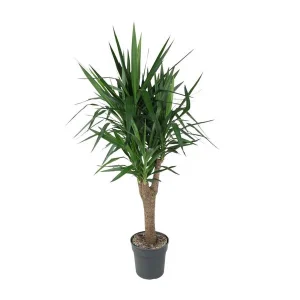 Vertakte Yucca Elephantipes in Potdiameter - Groene Kamerplant voor Lage Verzorging