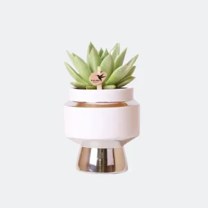 Vetplant Echeveria Miranda in Le Chic Zilver Sierpot