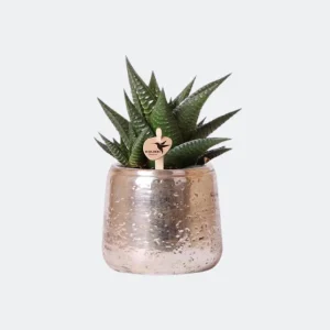 Vetplant Haworthia Limifolia in Luxury Zilver Sierpot
