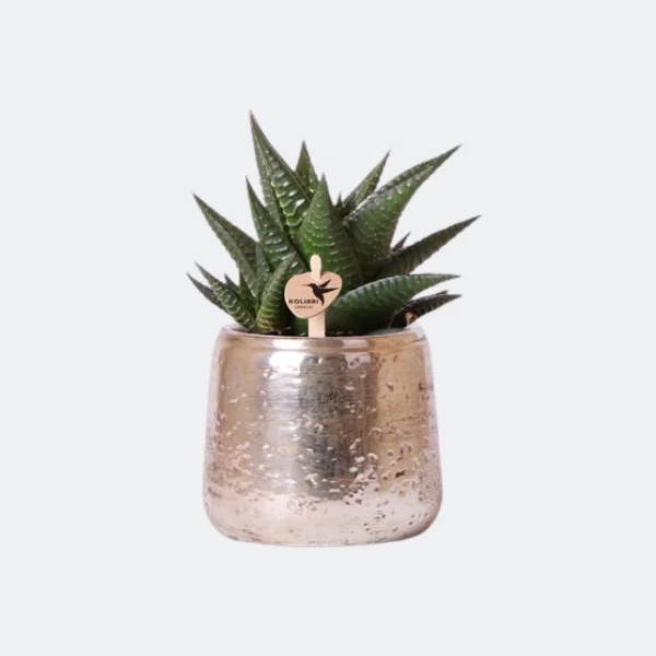 Vetplant Haworthia Limifolia in Luxury Zilver Sierpot