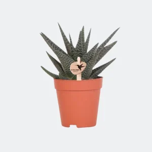 Vetplant Haworthia Royal Highnness