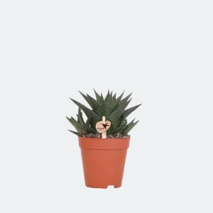 Vetplant Haworthia Royal Highnness