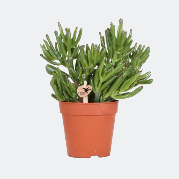 Vetplant Jadeplant, Crassula Hobbit