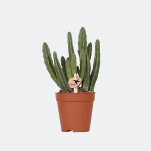 Vetplant Stapelia