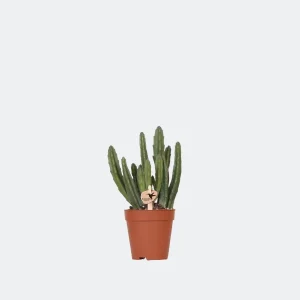 Vetplant Stapelia