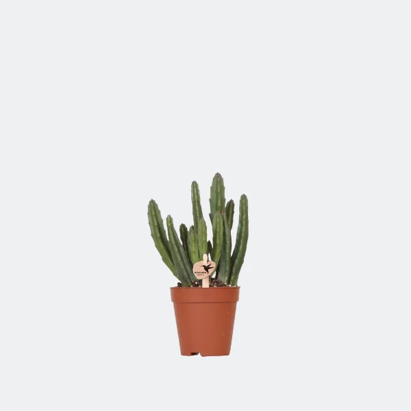 Vetplant Stapelia