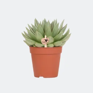 Vetplant (Succulent) Echeveria Miranda