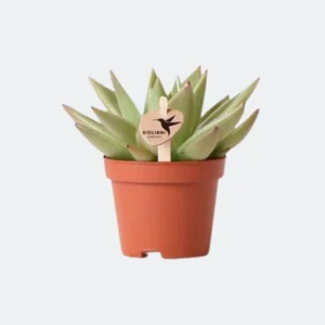 Vetplant (Succulent) Echeveria Miranda