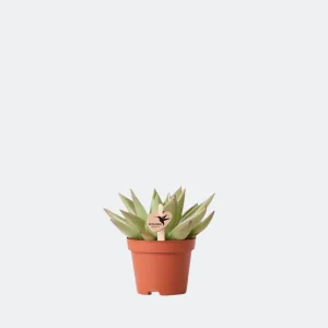 Vetplant (Succulent) Echeveria Miranda