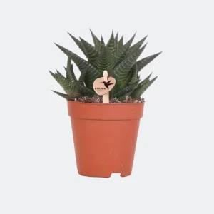 Vetplant (succulent) Haworthia Limifolia