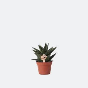 Vetplant (succulent) Haworthia Limifolia