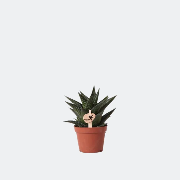 Vetplant (succulent) Haworthia Limifolia