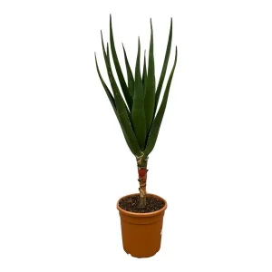 Vetplant voor binnen Aloë Barberae