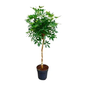 Vingerboom met slanke stam | Schefflera op stam | Aantrekkelijke kamerplant