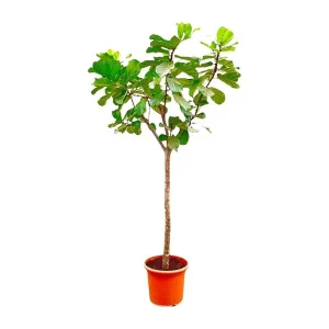 Vioolbladplant/boom XXXL,Tropische Kamerplant, Ficus Lyrata boom XXXL