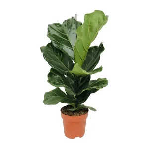 Vioolbladplant, Tropische Kamerplant, Ficus Lyrata
