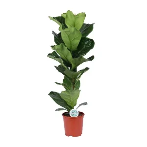 Vioolbladplant, Tropische Kamerplant, Ficus Lyrata