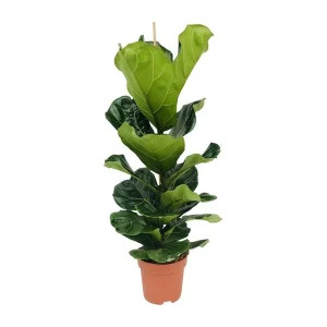 Vioolbladplant, Tropische Kamerplant, Ficus Lyrata