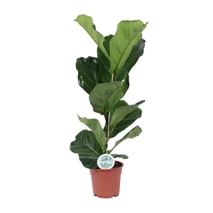 Vioolbladplant, Tropische Kamerplant, Ficus Lyrata