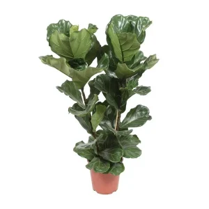 Vioolbladplant,Tropische Kamerplant, Ficus Lyrata